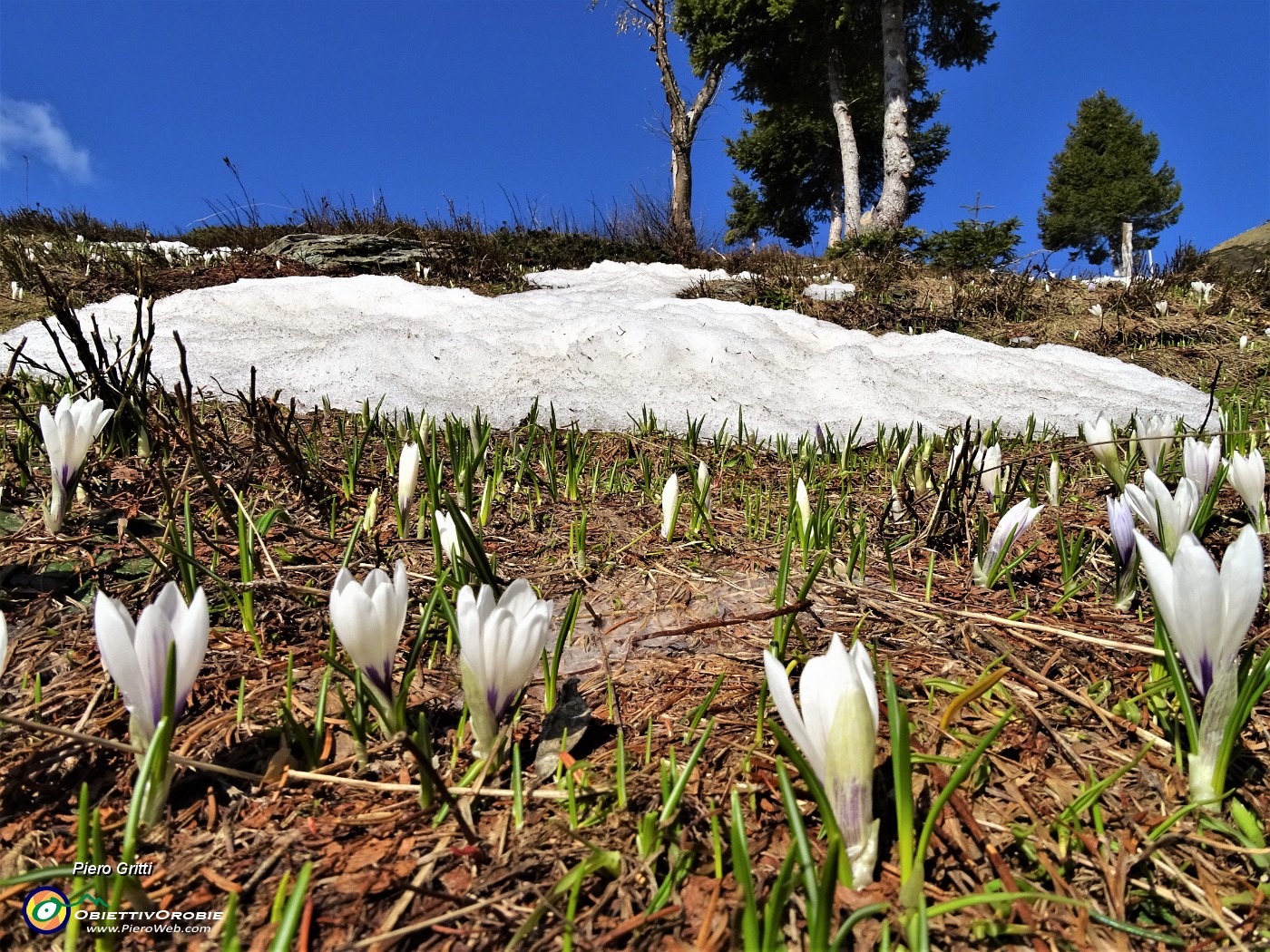 14 Bianchi fiori di Crocus vernus (Zafferano maggiore) crescono appena la neve si scioglie.JPG